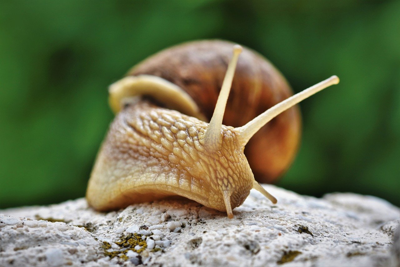 Gutenberg Slider Snail